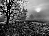 Die Heide im Nebel mit B&auml;umen